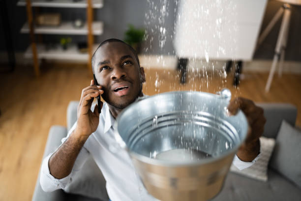 Best Mold removal after water damage  in Ava, MO